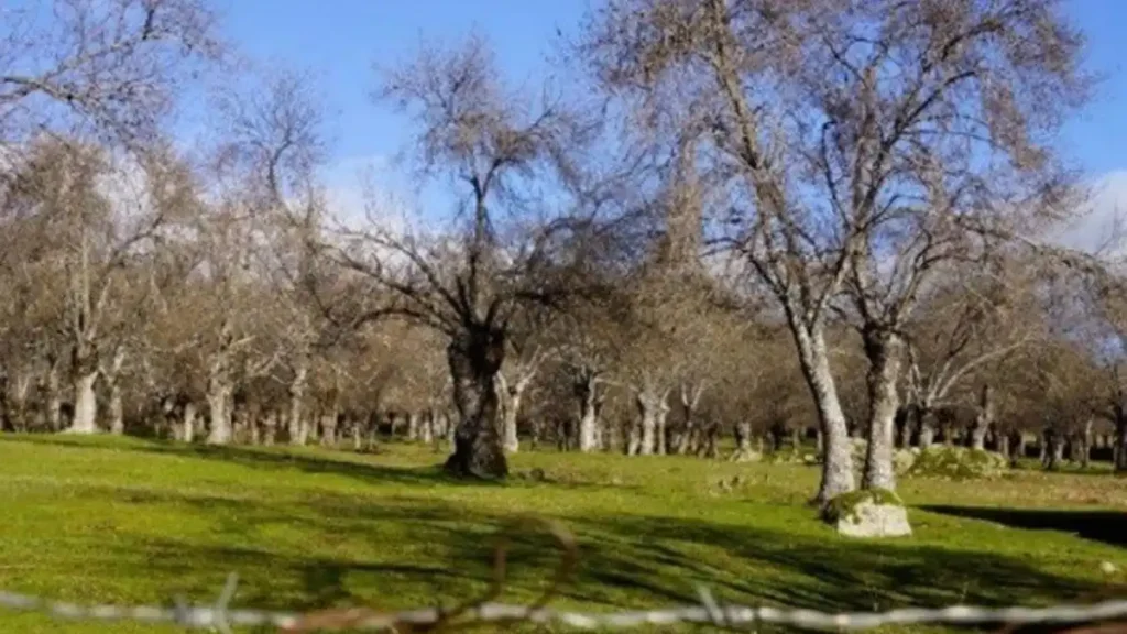 Controversia en Cercedilla: El Plan Urbanístico que Amenaza la Naturaleza y la Comunidad