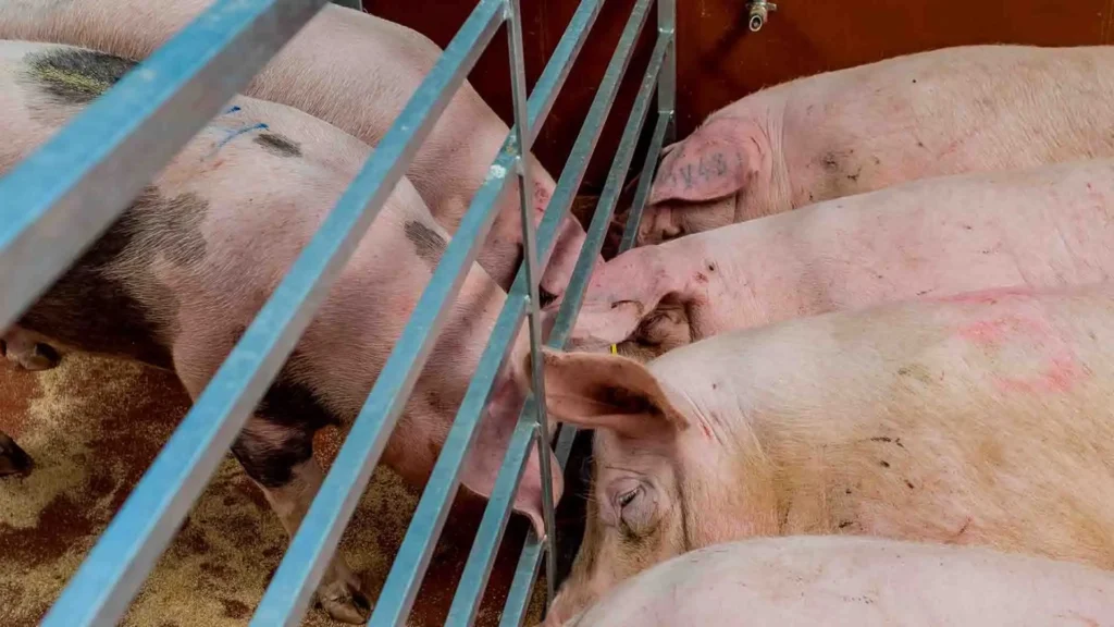 Crisis de Peste Porcina Africana en España: Desafíos y Estrategias de Control