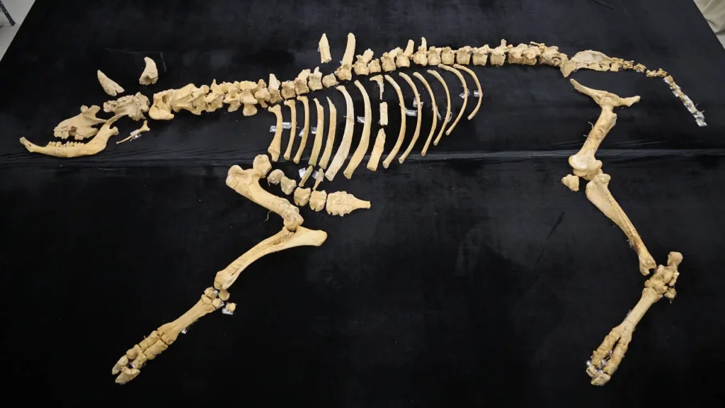 Descubrimiento Arqueológico en Navarra: Un Esqueleto de Bisonte de 4.000 Años