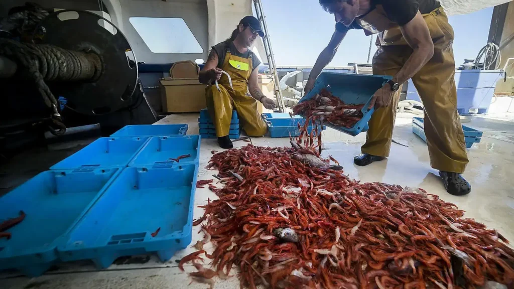 El Gobierno Español Aumenta los Días de Pesca para Asegurar el Abastecimiento Navideño