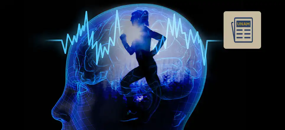El Impacto del Ejercicio y la Composición Corporal en la Salud Cerebral