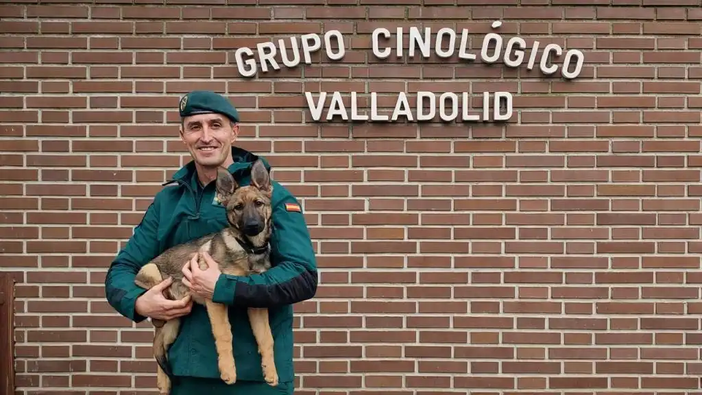 El Servicio Cinológico de la Guardia Civil: Un Compañero Canino en la Lucha contra el Crimen