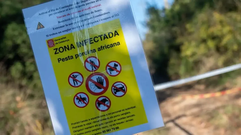 El brote de peste porcina africana en Bellaterra: Orígenes y consecuencias