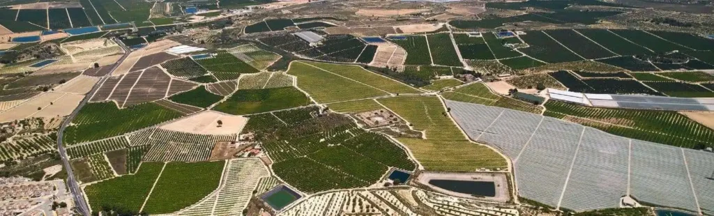Floración rosa Murcia: el espectáculo natural de la Vega Alta del Segura