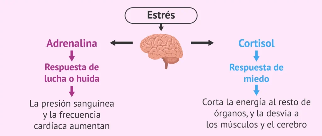 Hormonas y su Impacto en el Estrés y el Apetito: Un Análisis Profundo