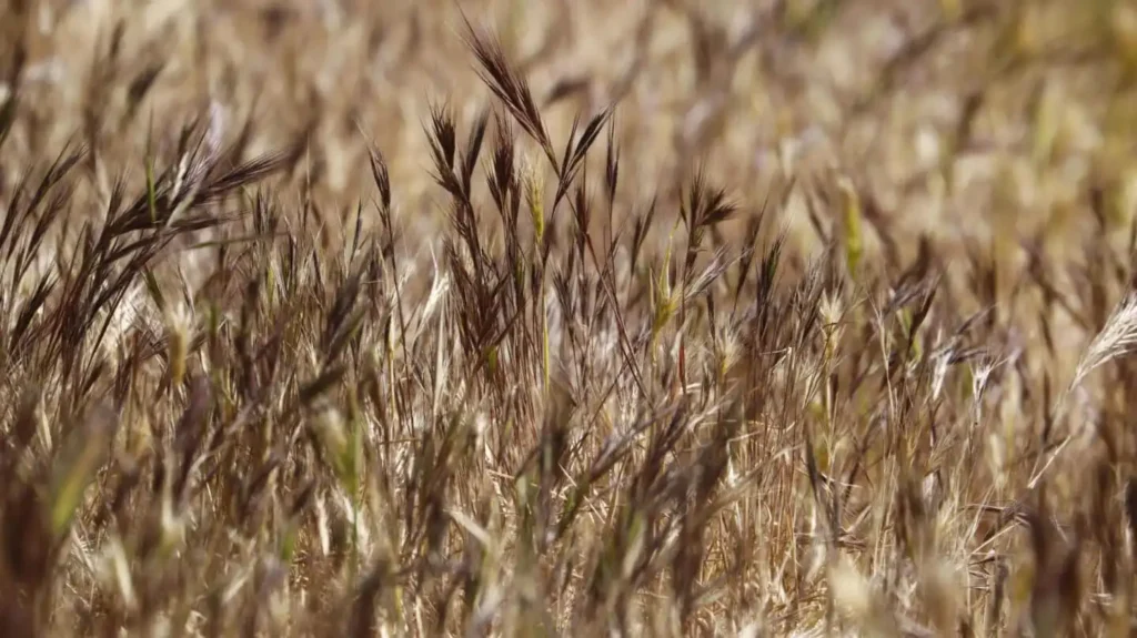 Impacto Climático en la Economía Española: Desafíos para el Turismo y la Agricultura