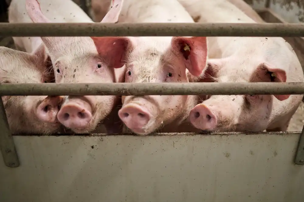 Impacto de la Fiebre Porcina Africana en el Comercio Español de Carne de Cerdo