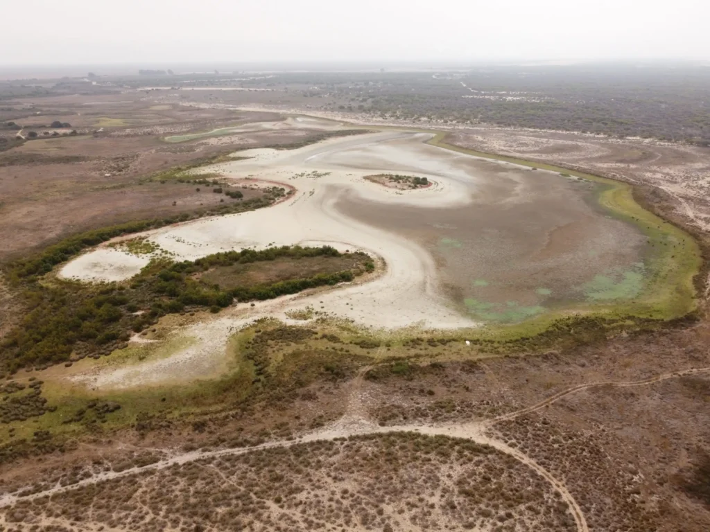 La Amenaza a la Biodiversidad en Doñana: Un Llamado Urgente a la Conservación