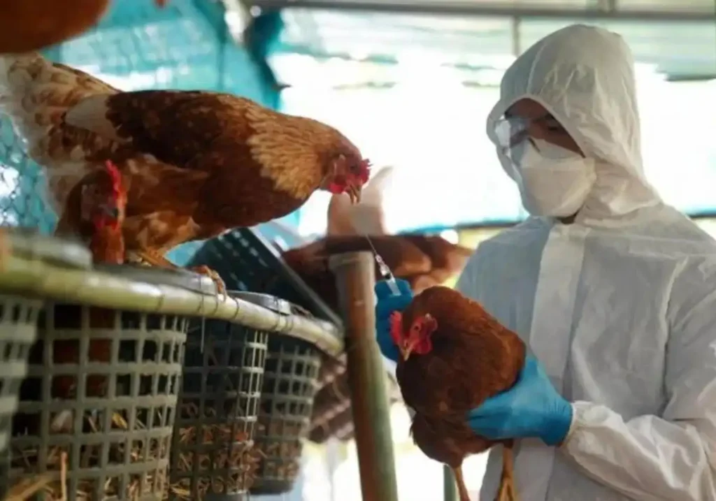 La Gripe Aviar en España: Un Desafío Sanitario y Económico Creciente