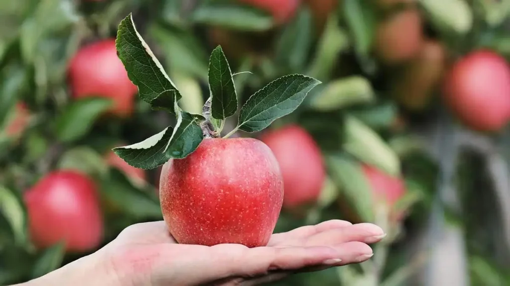 Los Beneficios de Incluir Manzanas en tu Dieta Diaria