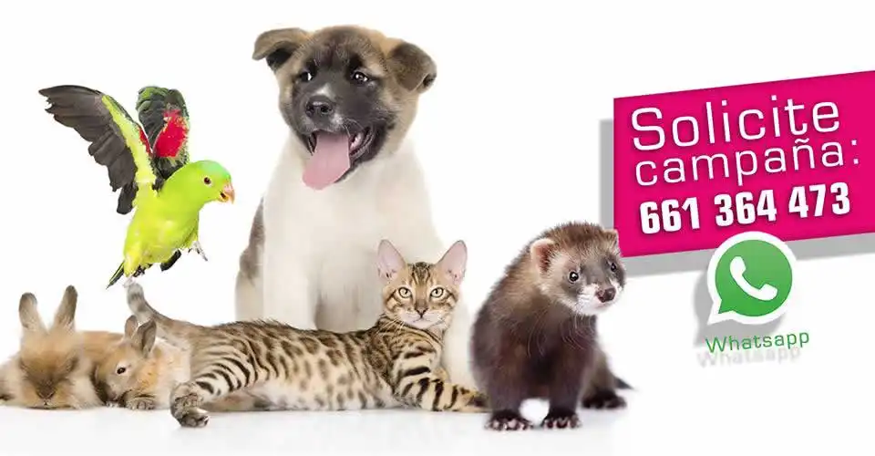 Microchip perros gatos hurones obligatorio: multas hasta 50.000 euros