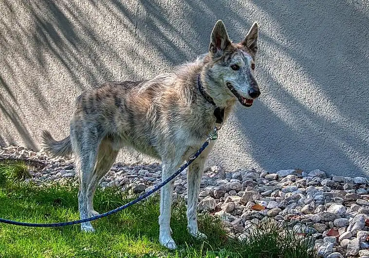 Multa por dejar animales en terrazas: ¿qué dice la ley en 2026?