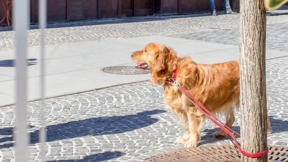 Multas por dejar perro atado en supermercado: ¿cuánto cuesta esta infracción en 2026?