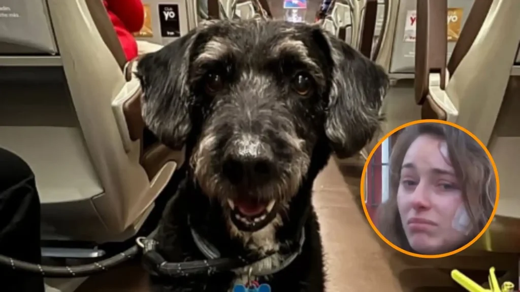 Rescate Emocionante: La Historia de Boro, el Perro Perdido Tras el Accidente de Tren en Adamuz