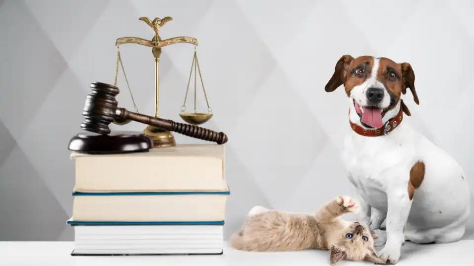 Viajar con mascotas en coche: qué dice la Ley de Bienestar Animal en 2026