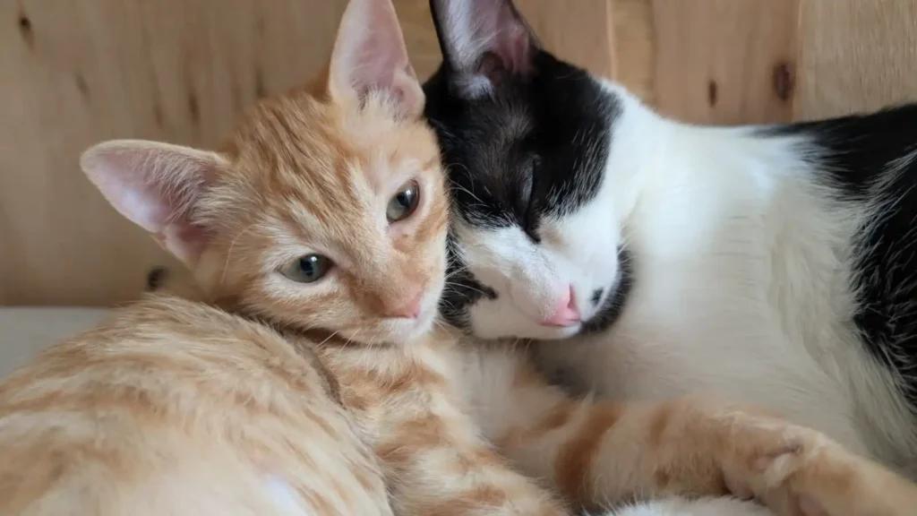 Microchip obligatorio para gatos en España: multas de hasta 30.000 euros desde el 12 de agosto