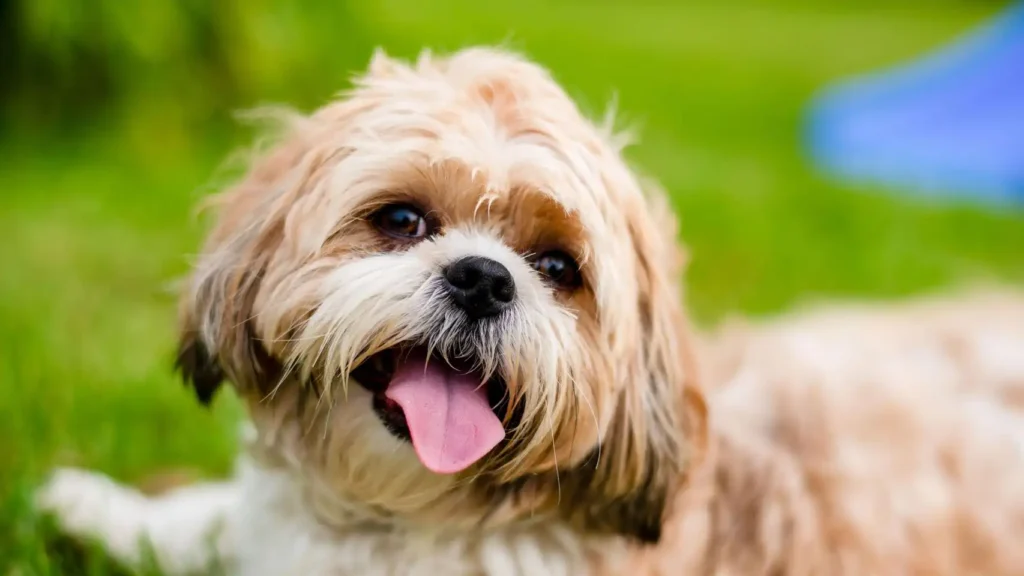 Multas de hasta 50.000 euros por no recoger a tu perro de una residencia: lo que dice la Ley de Bienestar Animal