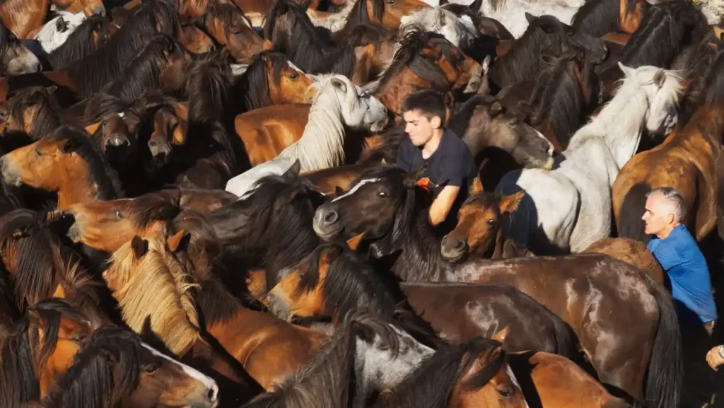 Rapa das Bestas de Sabucedo: el rito ancestral que cada 4 de julio desafía la modernidad en Galicia
